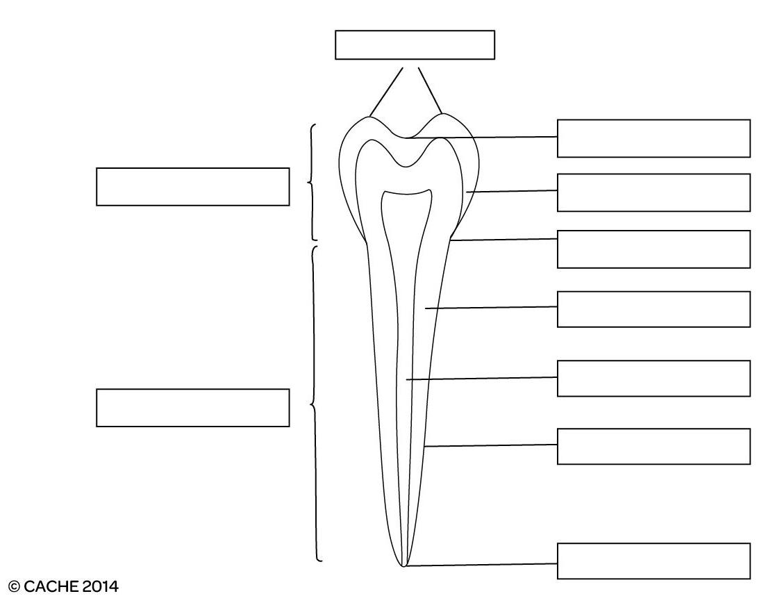 diagram of a tooth