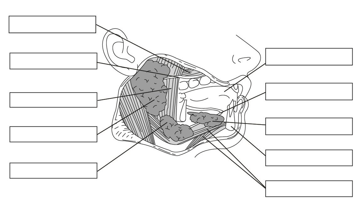 tissues of the tooth