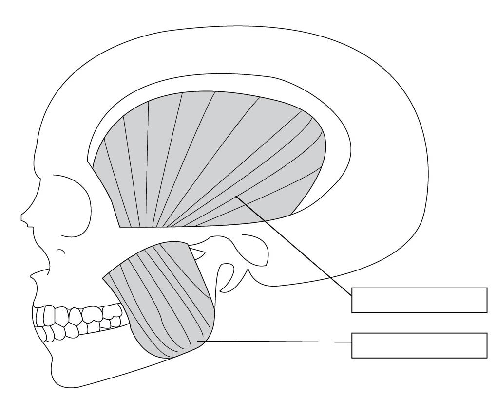 mastication diagram