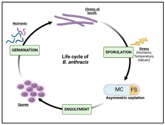 Bacterial Cycle of Anthrax Disease