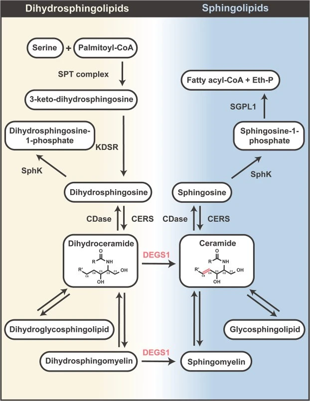 De Novo Synthesis