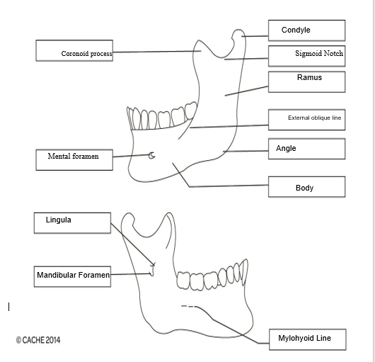12.	Describe the movements of the temporomandibular joint