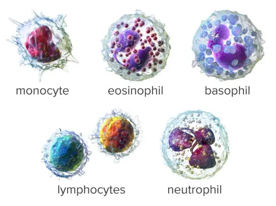 Different types of WBCs