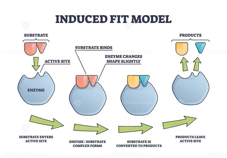 Figure 1: Induced Fit Model of Enzymes Figure 1: Induced Fit Model of Enzymes