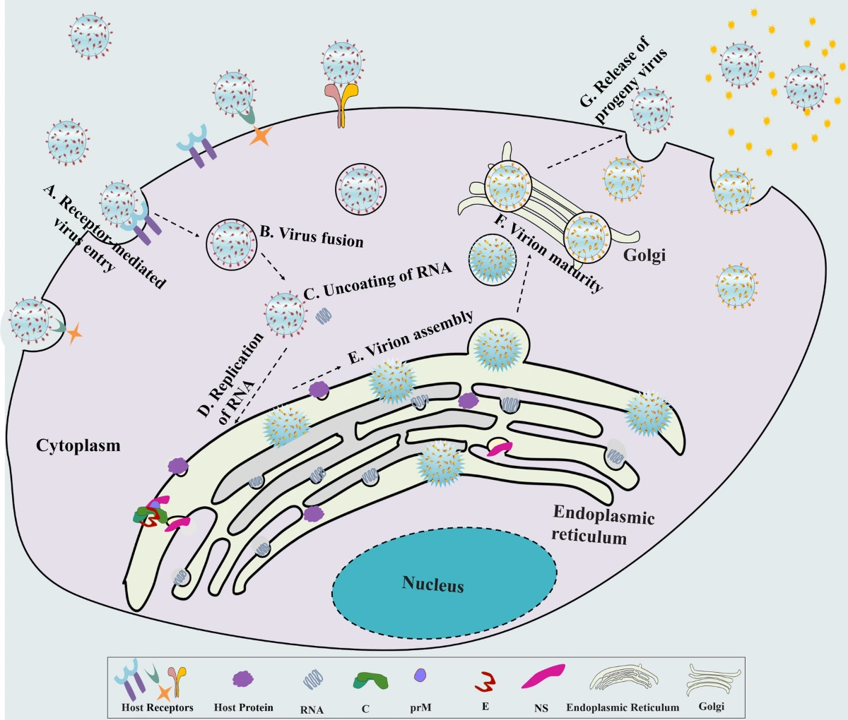 Function of capsid protein in flavivirus infection