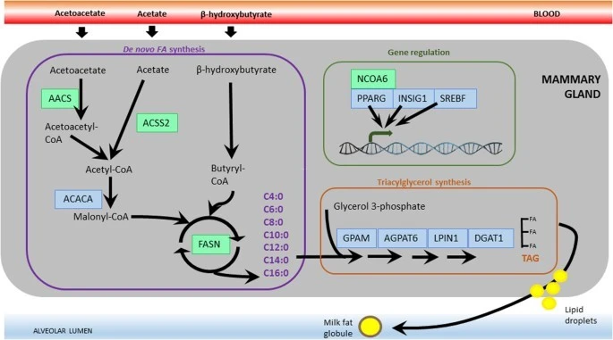 Genetic variation underlying de novo-synthesis of bovine milk fatty acids