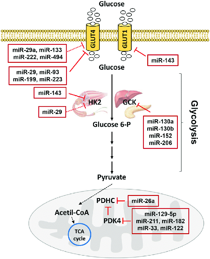 Involvement of MicroRNA in Glycolysis