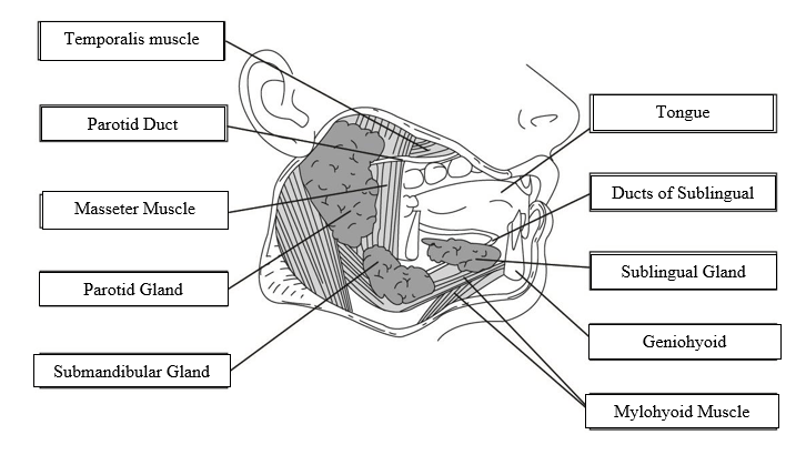 Label the muscles/salivary glands