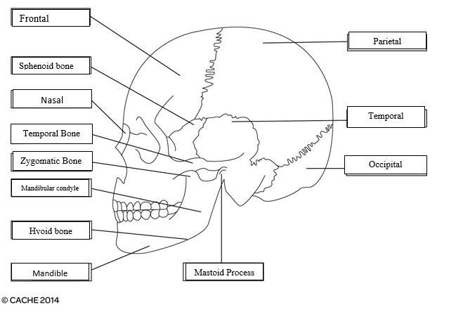 Label then following diagramsof theskull