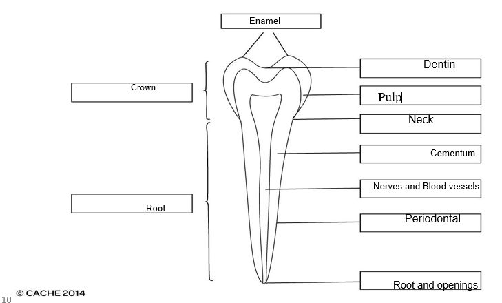 Labelthefollowing diagramofa tooth