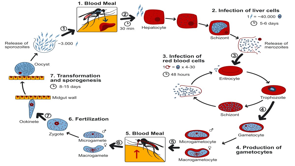 life cycle of Malaria protozoa