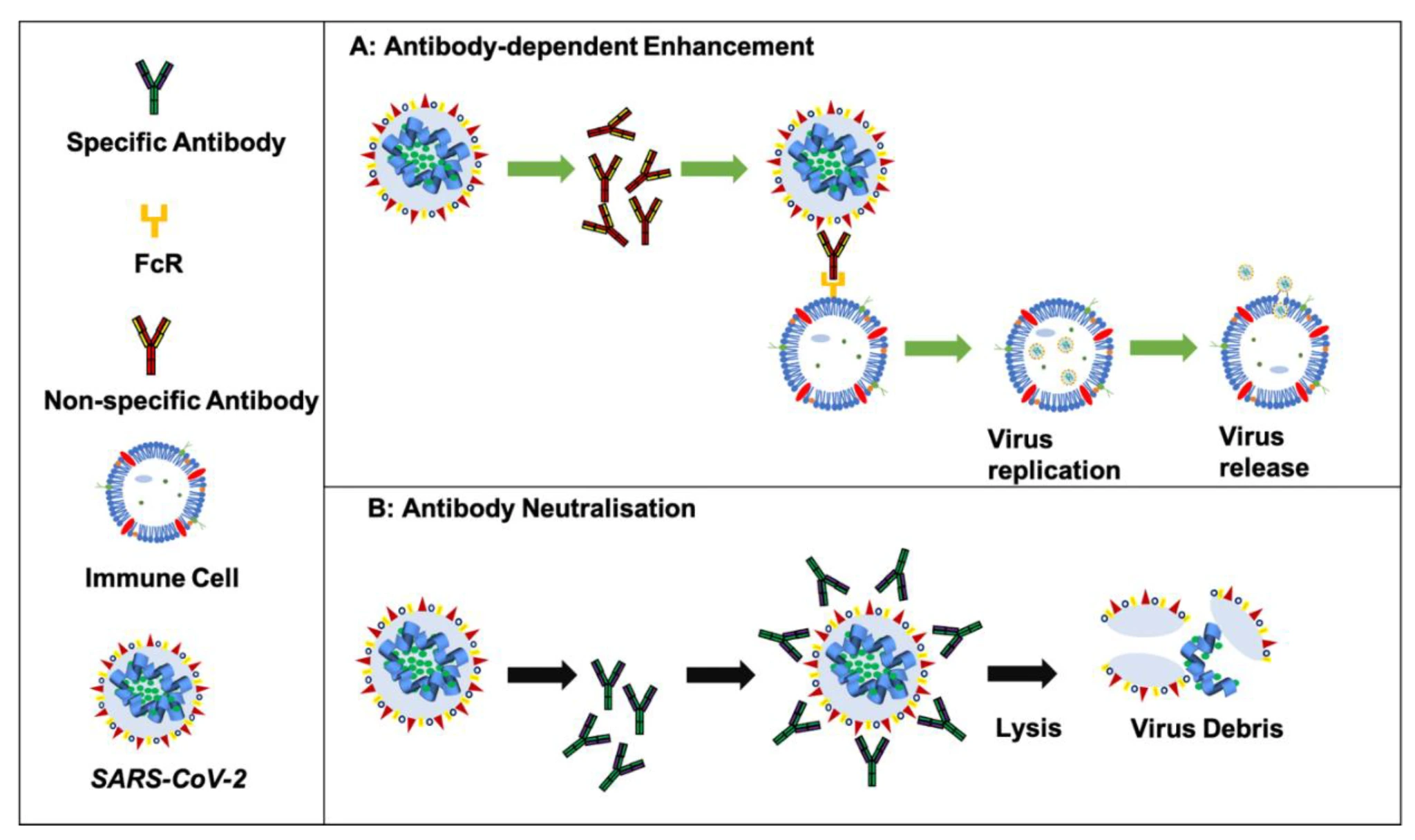 Mechanism of Antibody