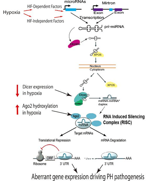 MicroRNA biogenesis and mechanisms of actions in Hypoxia