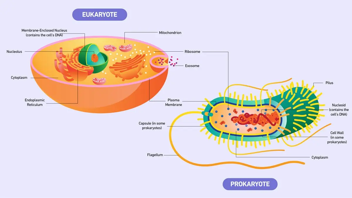 Pathogens Vs Eukaryotes