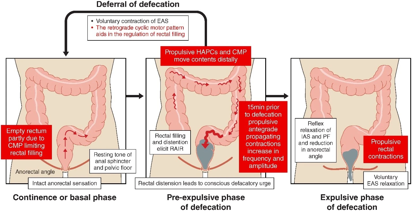 Physiological mechanisms of defecation with a focus on the role of colonic motility