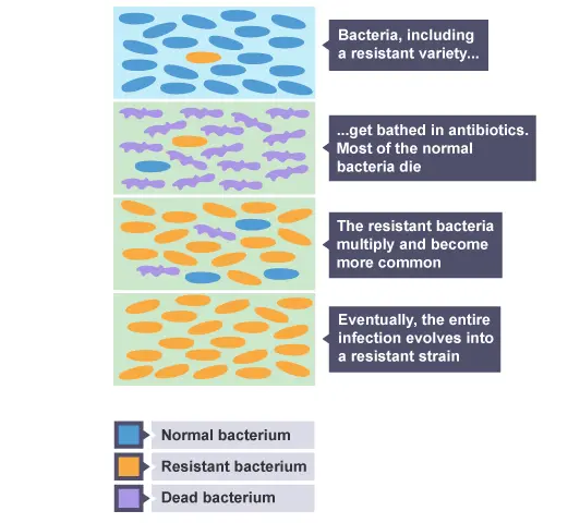 Resistance of Bacteria