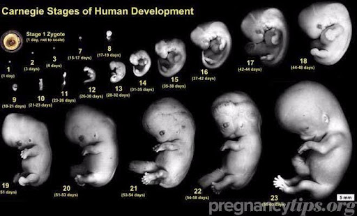 Screening test in pregnancy Screening test in pregnancy