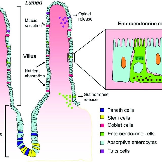 Structure of Epithelial cell