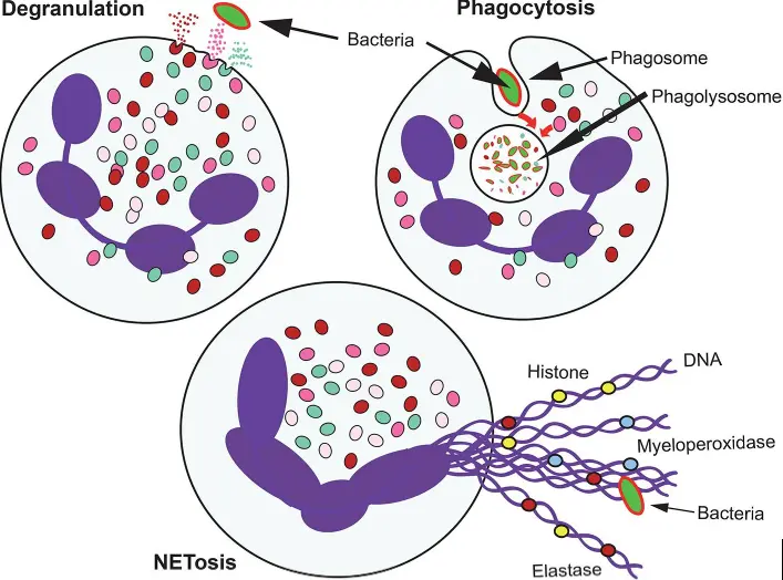 The functions of the neutrophils