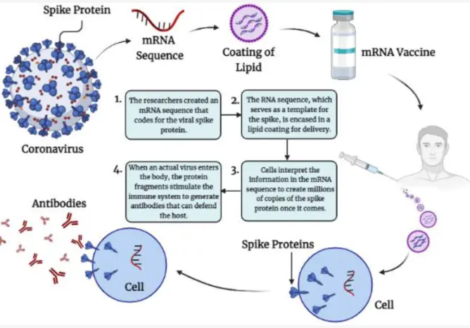 The way mRNA vaccines work against COVID-19