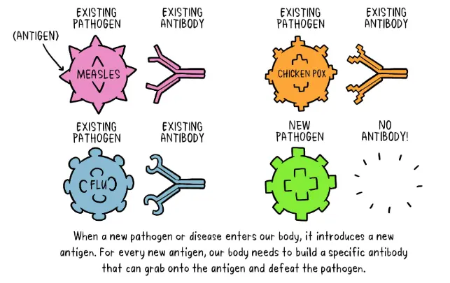The way vaccines facilitate in helping diseases