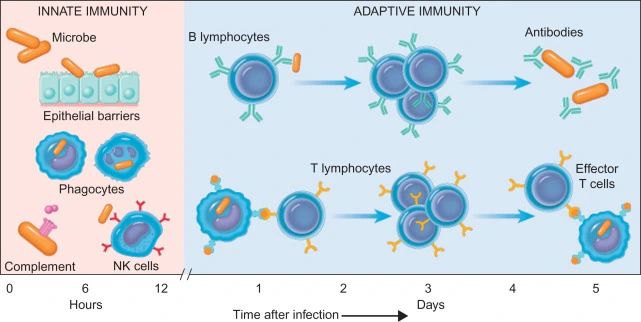 The WBCs' response to the infections