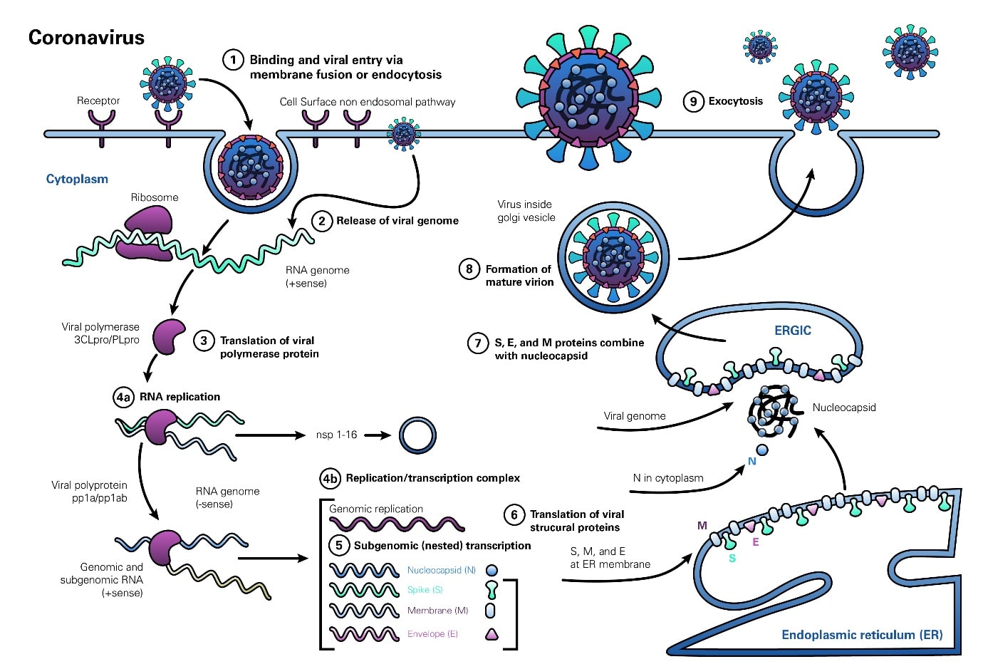 Transmission and pathogenesis of COVID-19 virus
